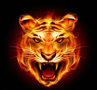 老虎  火焰虎图片