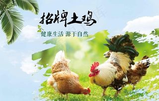 土鸡海报图片