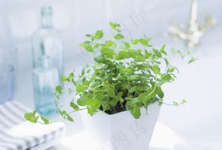 盆栽盆景瓶栽室内外花草图片