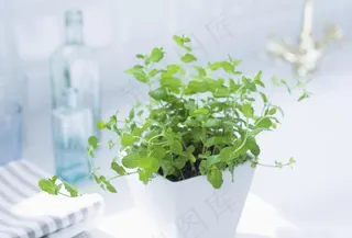 盆栽盆景瓶栽室内外花草图片