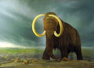 猛犸图片