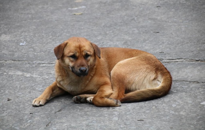 中华田园犬 土狗图片