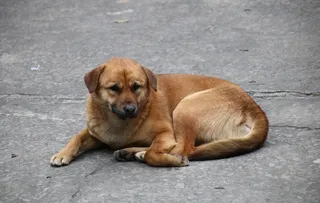 中华田园犬 土狗图片