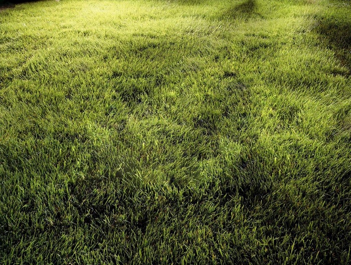 草地素材图片