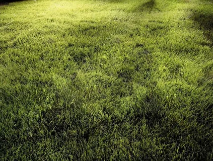 草地素材图片 草地素材图片