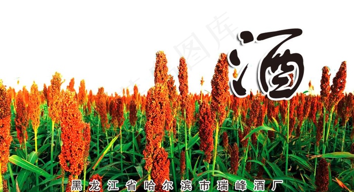 红高粱海报图片