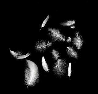 羽毛图片