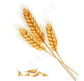 小麦图片