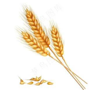 小麦图片