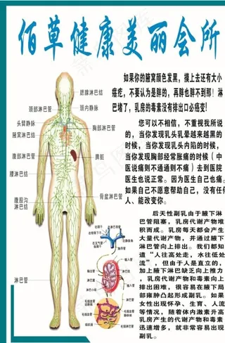 淋巴系统图片