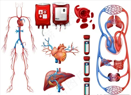 血液类型和呼吸系统插图图片