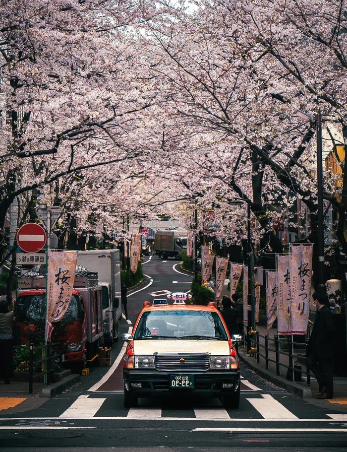 樱花图片