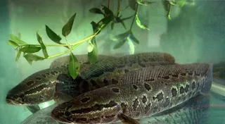 黑里俏黑鱼在潜水图片