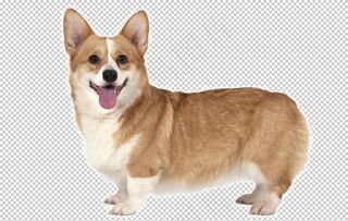 精选宠物狗psd素材元素设计图片