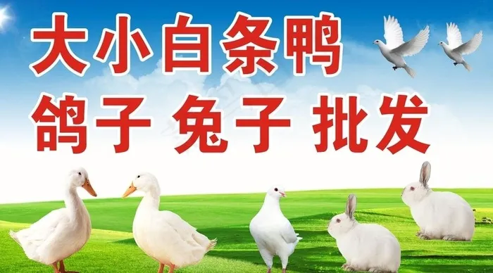 鸭子 鸽子 兔子图片cdr矢量模版下载