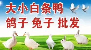 鸭子 鸽子 兔子图片