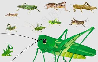 蚂蚱图片