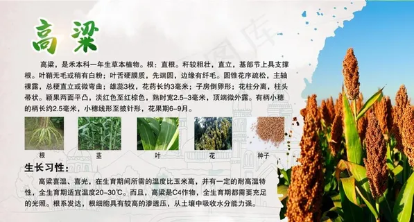 高粱图片