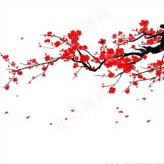 红梅图片