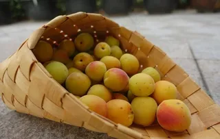 梅子 胭脂梅 青梅 梅子酒 红图片