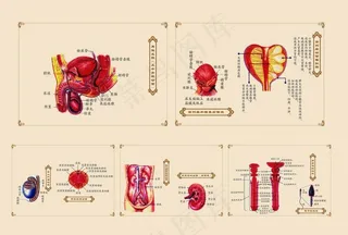 男科解剖图图片