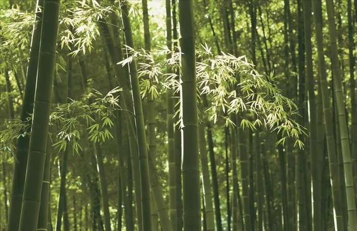 竹林图片(21260X14457(DPI:120))psd模版下载