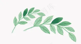 叶子图片