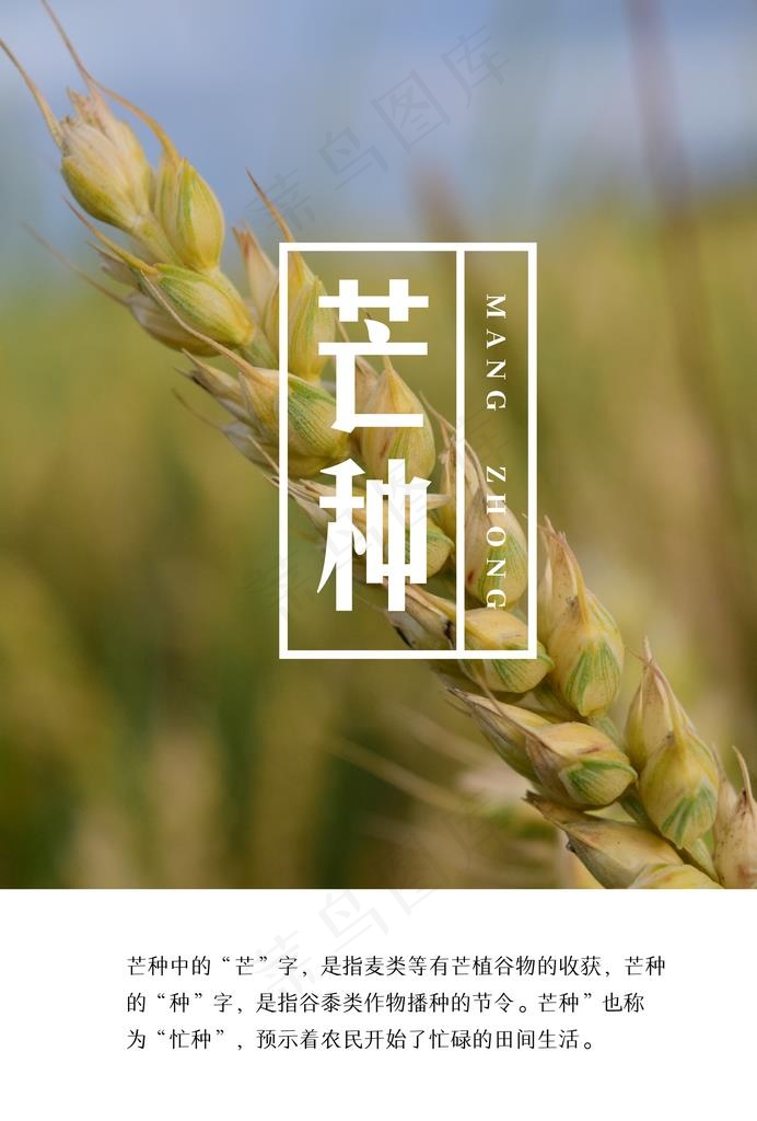 芒种图片(3968X5613(DPI:96))psd模版下载