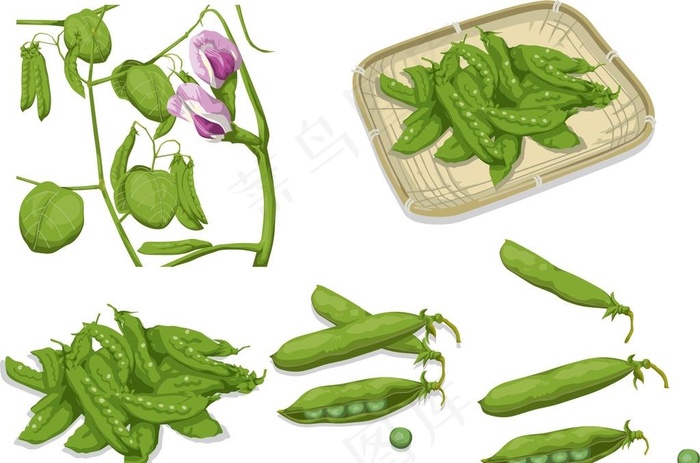 豌豆图片cdr矢量模版下载