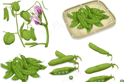 豌豆图片 豌豆图片