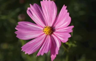 一朵格桑花图片