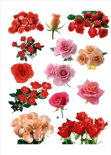 玫瑰花 玫瑰 玫瑰花素材图片 玫瑰花 玫瑰 玫瑰花素材图片