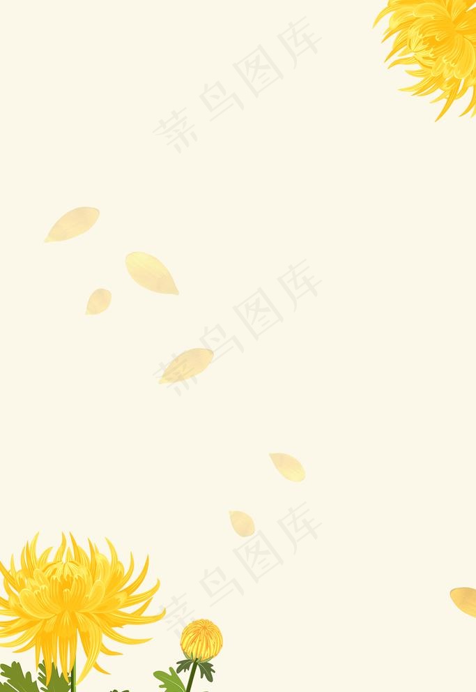 淡雅背景菊花黄色背景图片