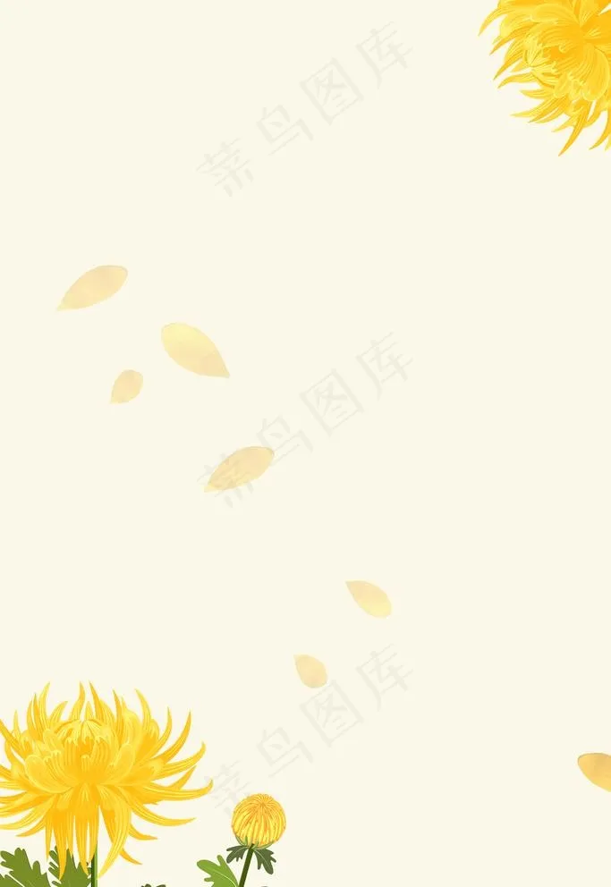淡雅背景菊花黄色背景图片(1575X2363(DPI:200))psd模版下载