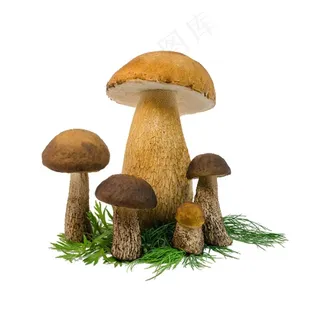 蘑菇图片