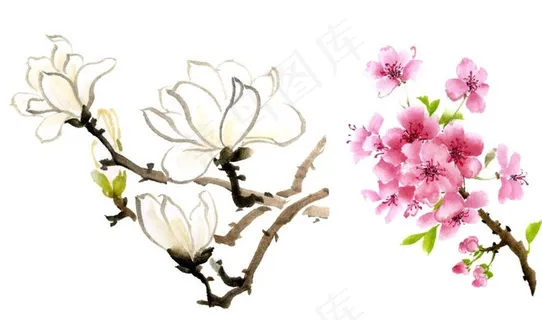 玉兰花图片 玉兰花图片
