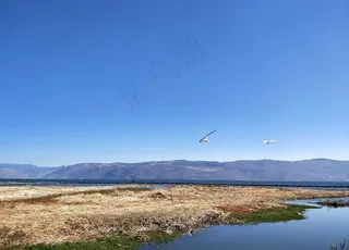 大理洱海 苍山洱海 海鸥 云南图片