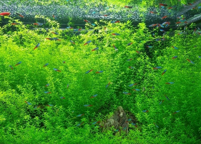 鱼缸和海草图片