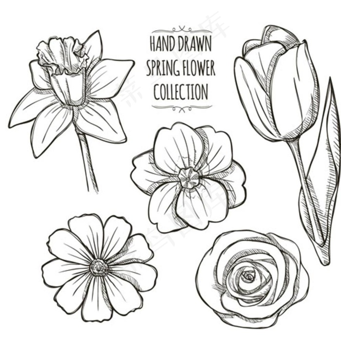 手绘线稿春季花朵花卉图片