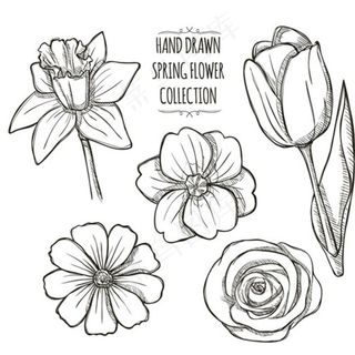 手绘线稿春季花朵花卉图片