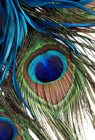 孔雀背景墙装饰画图片