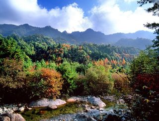 森林公园图片