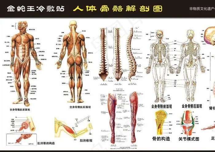 骨骼图图片cdr矢量模版下载