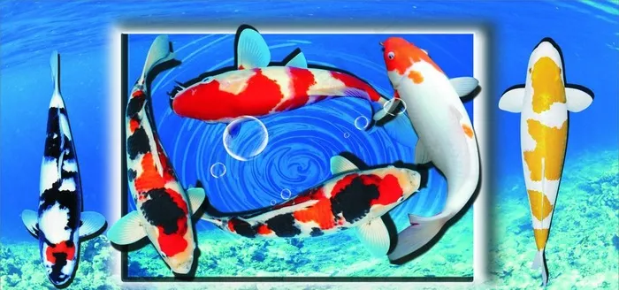 锦鲤图片cdr矢量模版下载