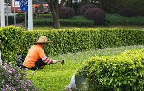 园丁图片 园丁图片