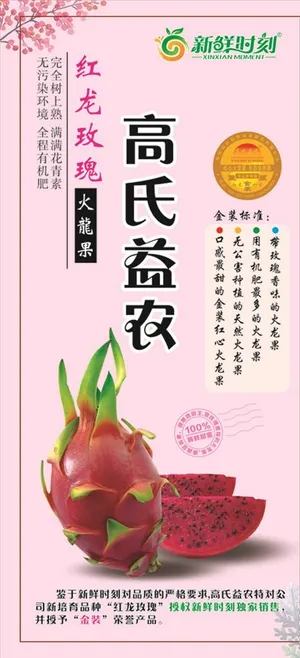 红龙玫瑰火龙果图片