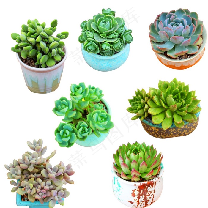 多肉组合图片