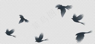 鸟群鸟空中飞舞剪影背景素材图片