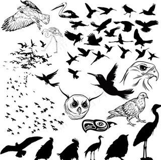 各种鸟类剪影矢量图图片