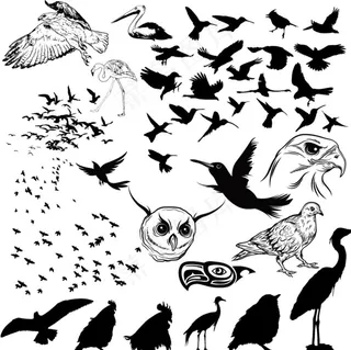 各种鸟类剪影矢量图图片